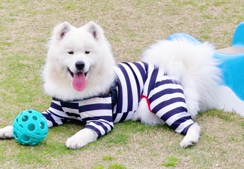 看板犬サモエドのレオ君