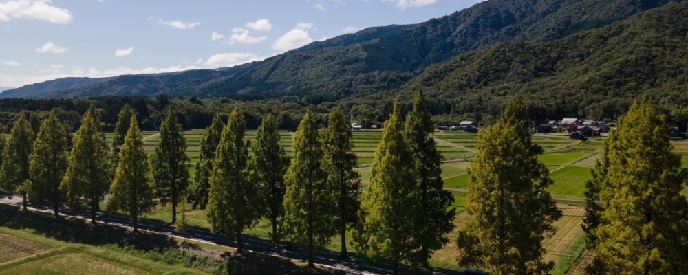 黄色く染まったメタセコイア並木