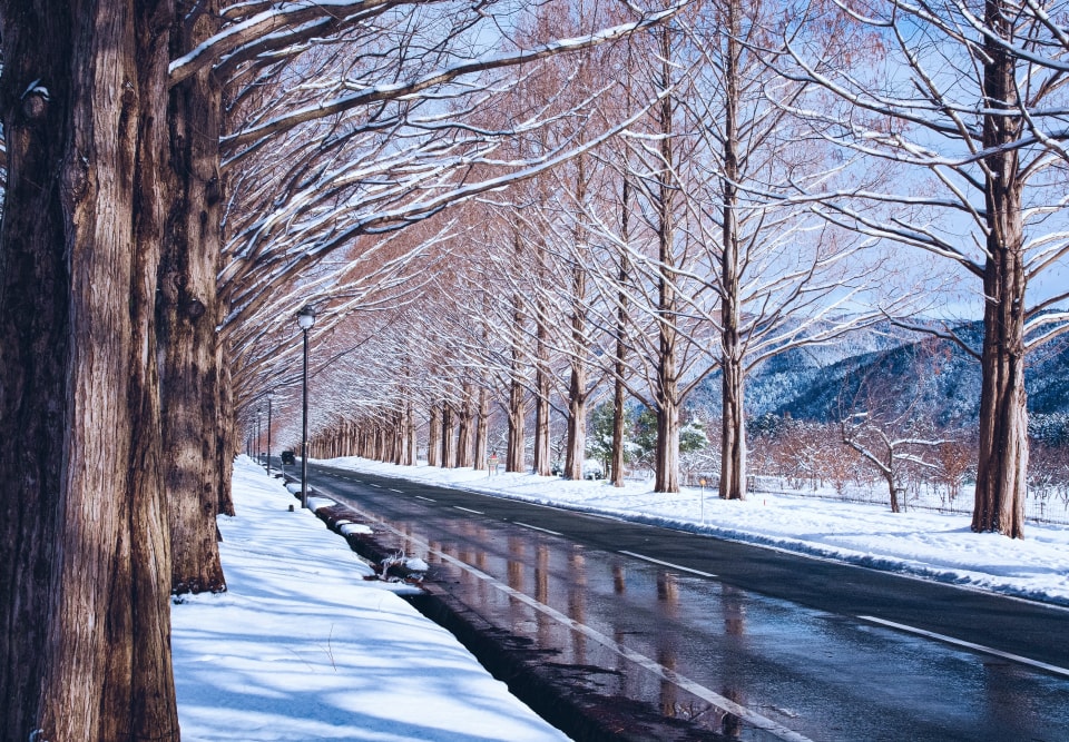 冬のメタセコイヤ並木