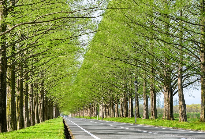 緑の葉をつけたメタセコイアの並木道